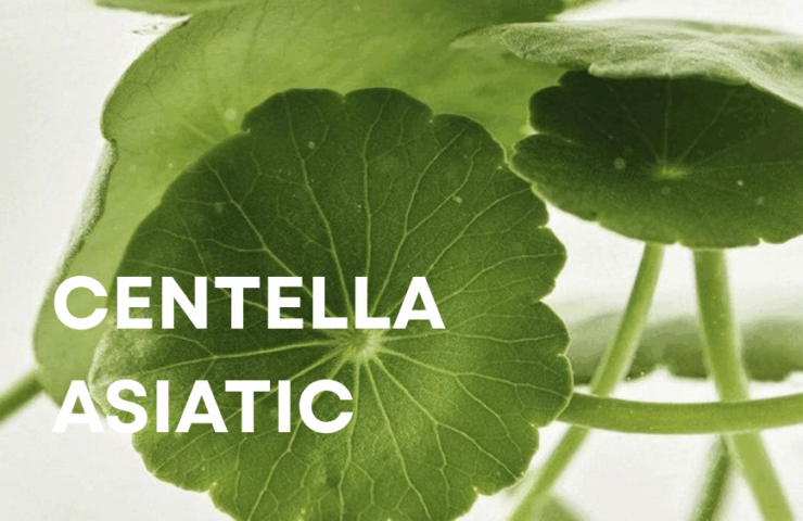 CENTELLA ASIATIC